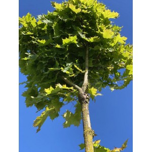 Саженец клёна Остролистного (от 150 см)