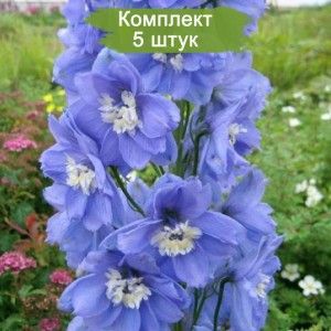 Саженцы дельфиниума Санни Скай (Sunny Sky) -  комплект 5 шт.