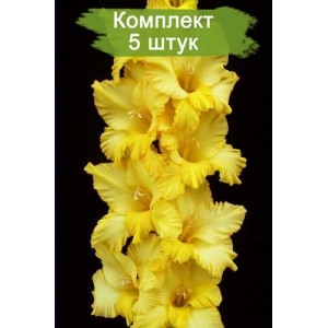 Луковицы гладиолуса Храм Солнца -  комплект 5 шт.