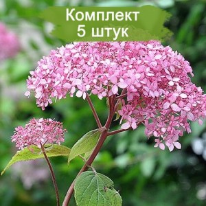 Саженцы гортензии древовидной  Инвизибл Спирит (Pink Annabelle) -  комплект 5 шт.