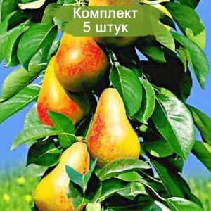 Саженцы колоновидной груши Величие -  комплект 5 шт.