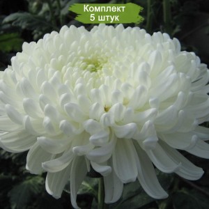 Саженцы крупноцветковой белой хризантемы Хрустальная Ваза -  комплект 5 шт.