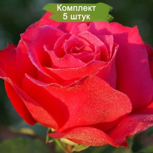 Саженцы чайно-гибридной розы Шакира (Shakira) -  комплект 5 шт.