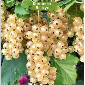 Саженцы белой смородины Белая Фея -  комплект 5 шт.