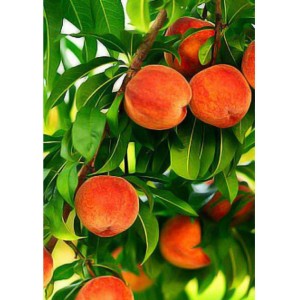 Персик Золотой юбилей