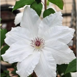 Саженец клематиса Фую-Но-Таби (Fuyu-no-tabi)