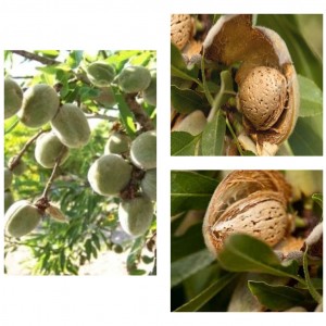 Саженцы миндаля Комплект саженцев М1 (Миндаль Виктория, Алуштинский, Делон)