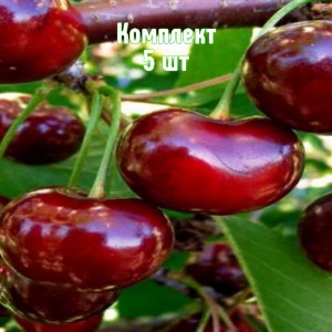 Комплект 5шт / Вишня Орлица